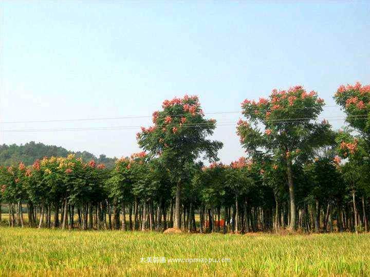 栾树