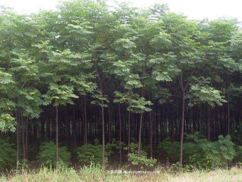 苦楝树