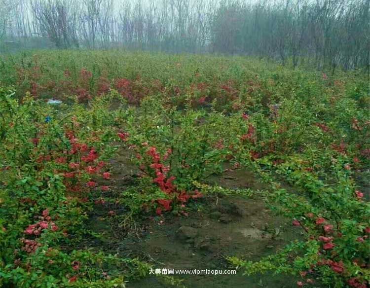 贴梗海棠