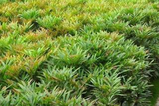 大量供应30-50公分十大功劳，价格低