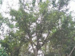 红榉树 - 红榉树