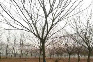 红榉树