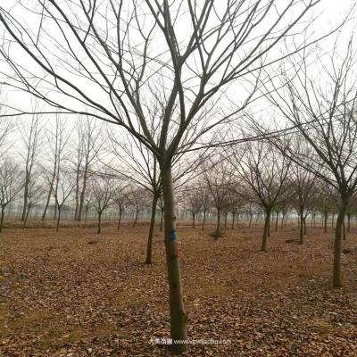 红榉树