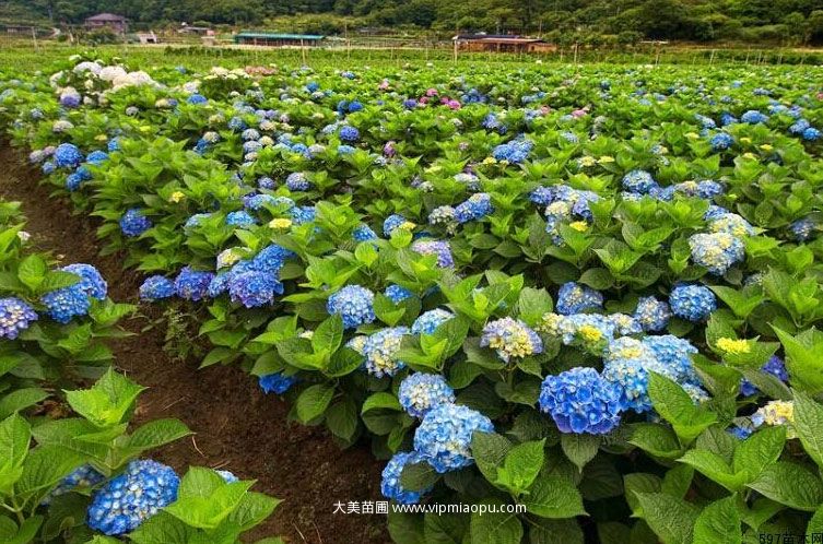 绣球花