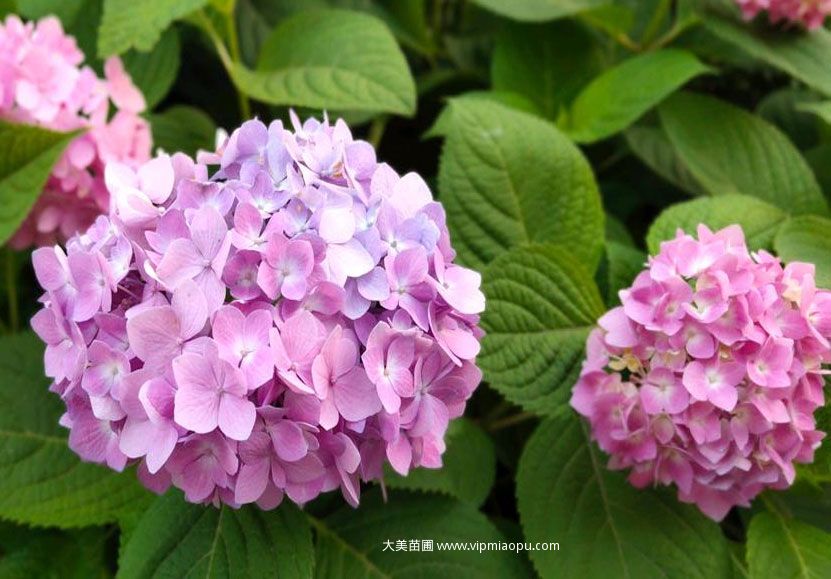 绣球花