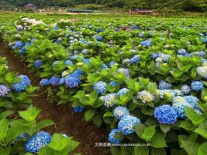 绣球花 - 绣球花
