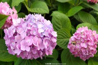 绣球花如何种植，绣球花的养殖方法