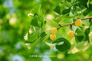 银杏树苗哪里有