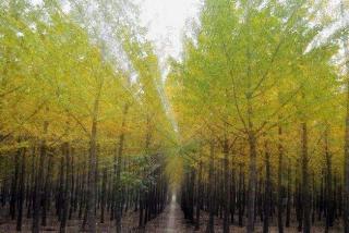山东5公分银杏树苗价格