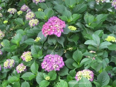 绣球花