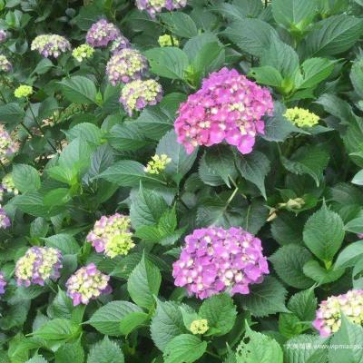 绣球花