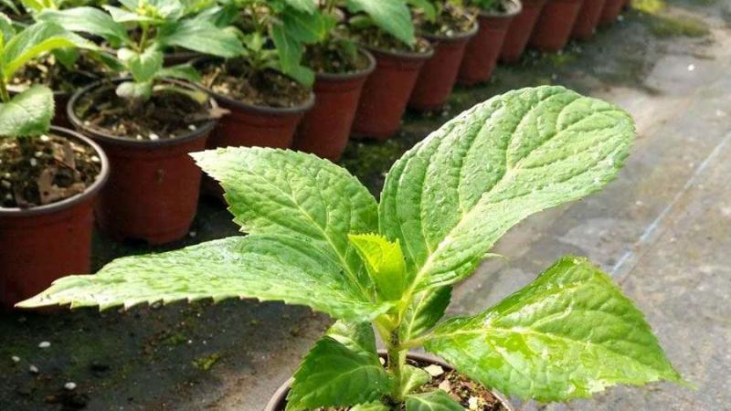 绣球花价格是多少?