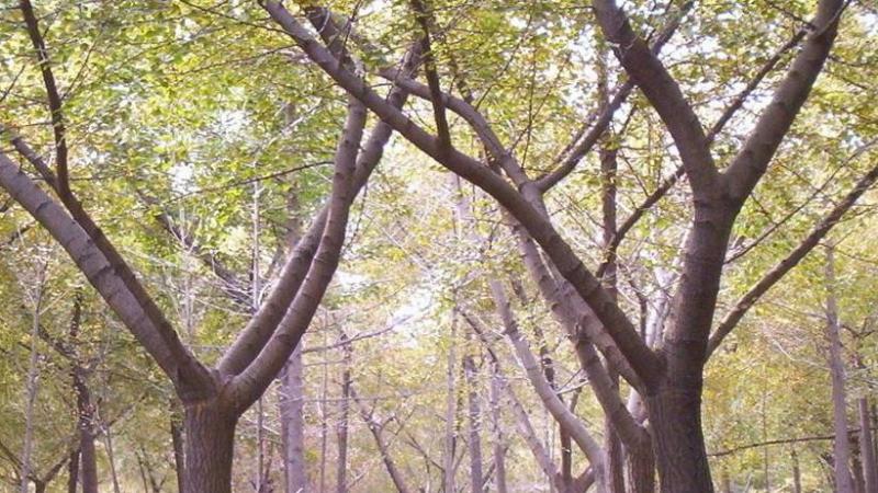 15公分银杏树价格