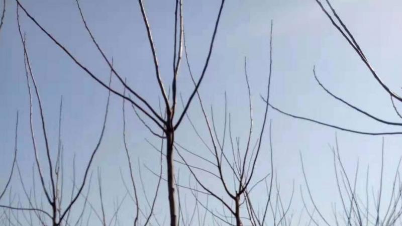 9公分苦楝树苗价格