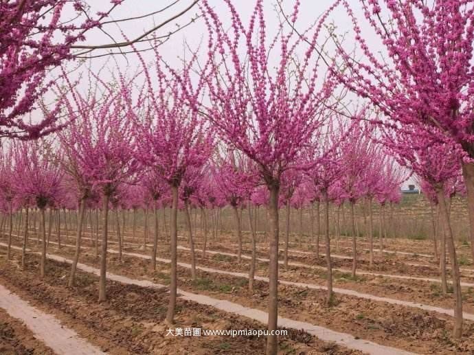 紫荆树