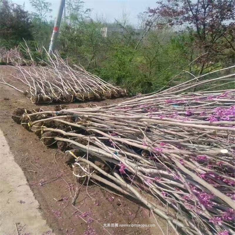 紫荆树