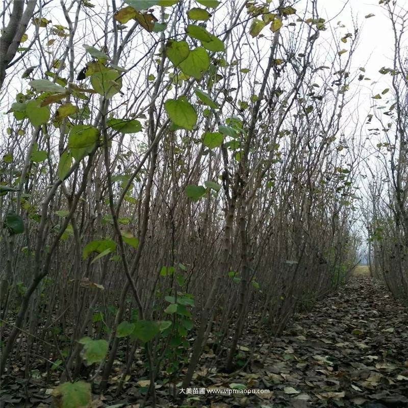 紫荆树