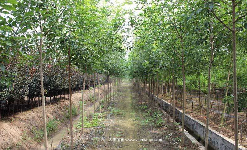 白腊树