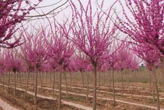 湖南苗木基地大量供应全规格紫荆