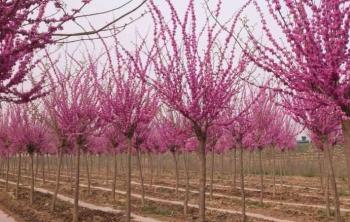 湖南苗木基地大量供应全规格紫荆