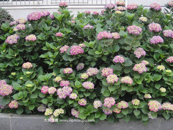 绣球花种子价格是多少钱一斤?