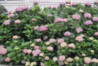 绣球花种子价格是多少钱一斤?