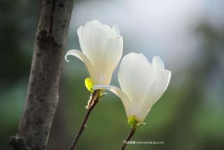 市场最新白玉兰树报价在哪里