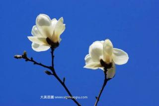 8公分白玉兰价格哪里最低