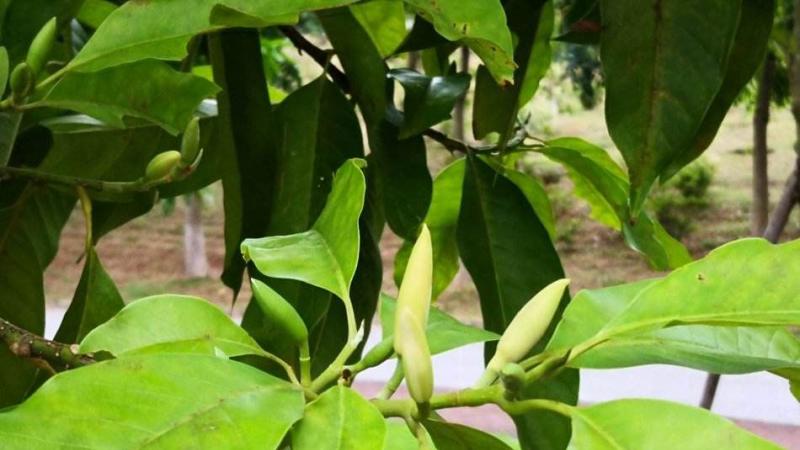 长沙7公分白玉兰价格高不高