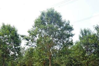 大叶女贞最新价格
