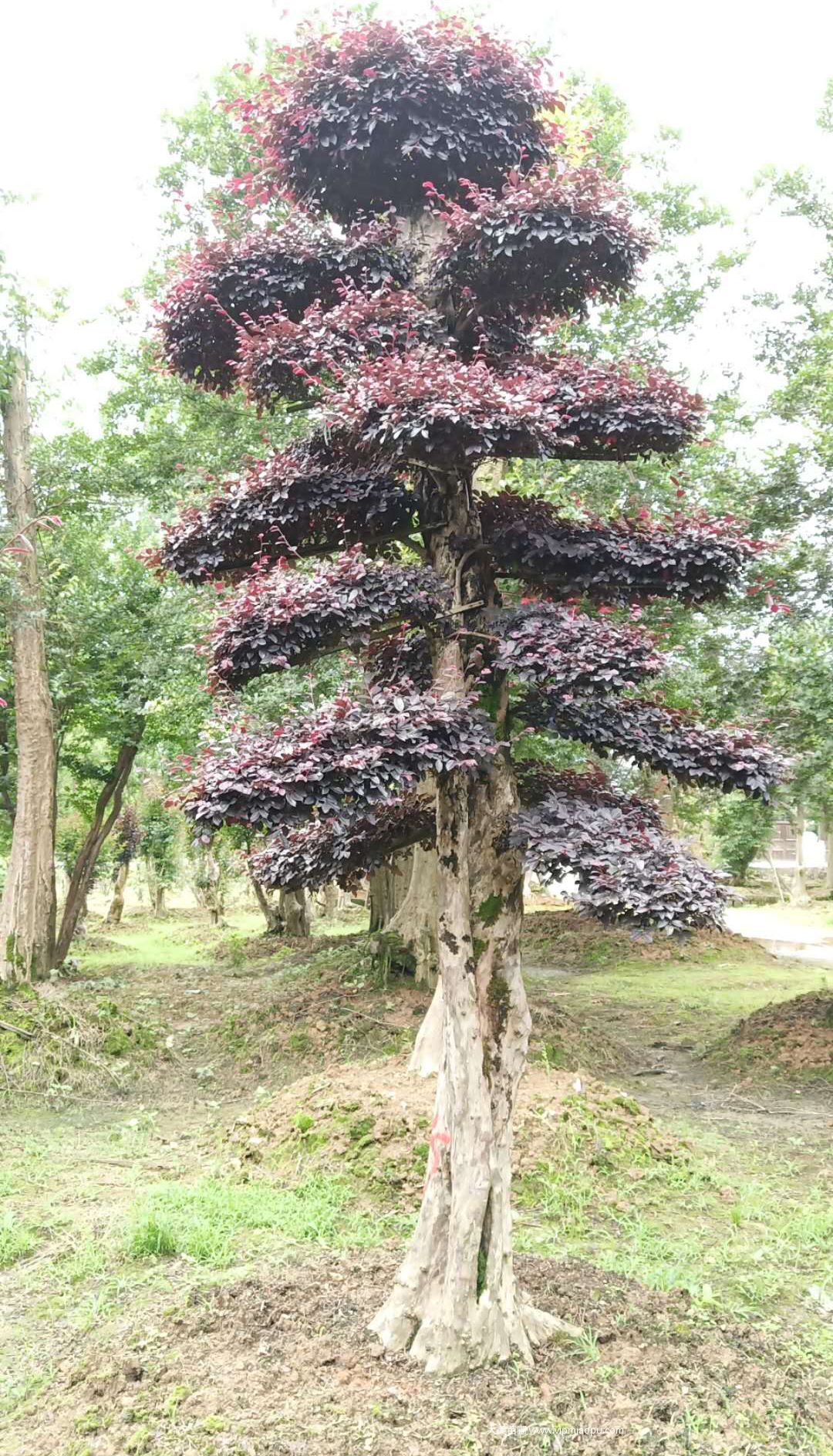造型红花檵木
