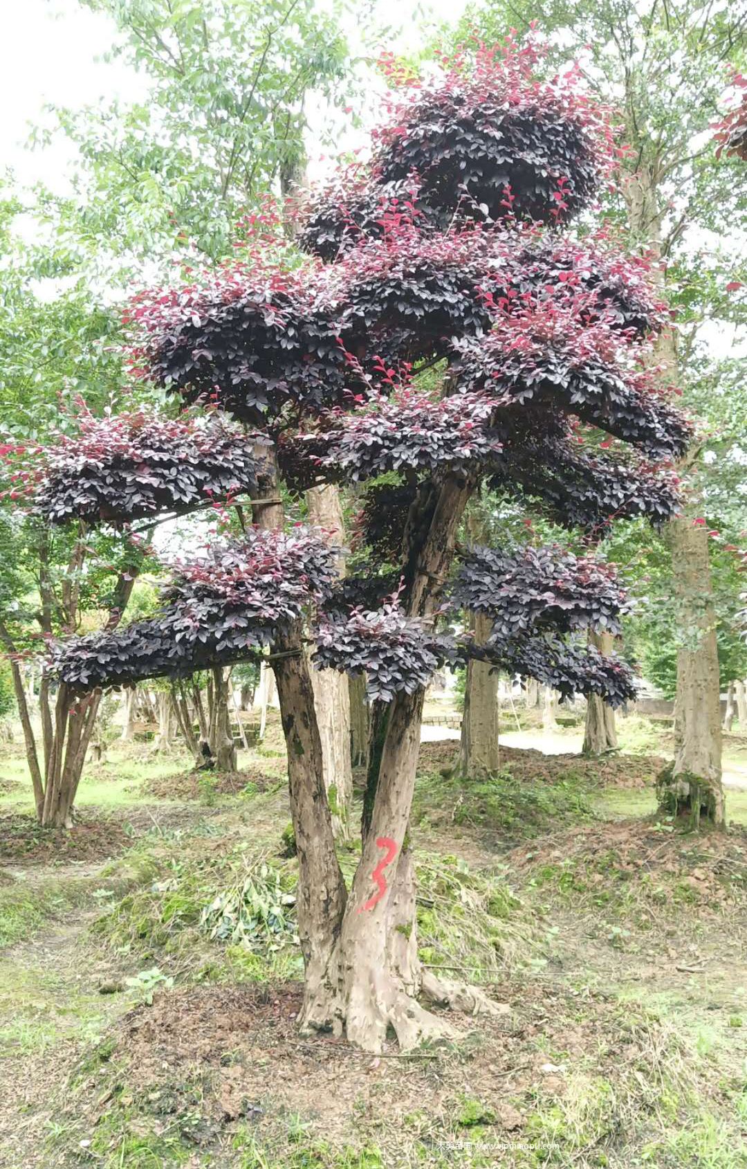 造型红花檵木