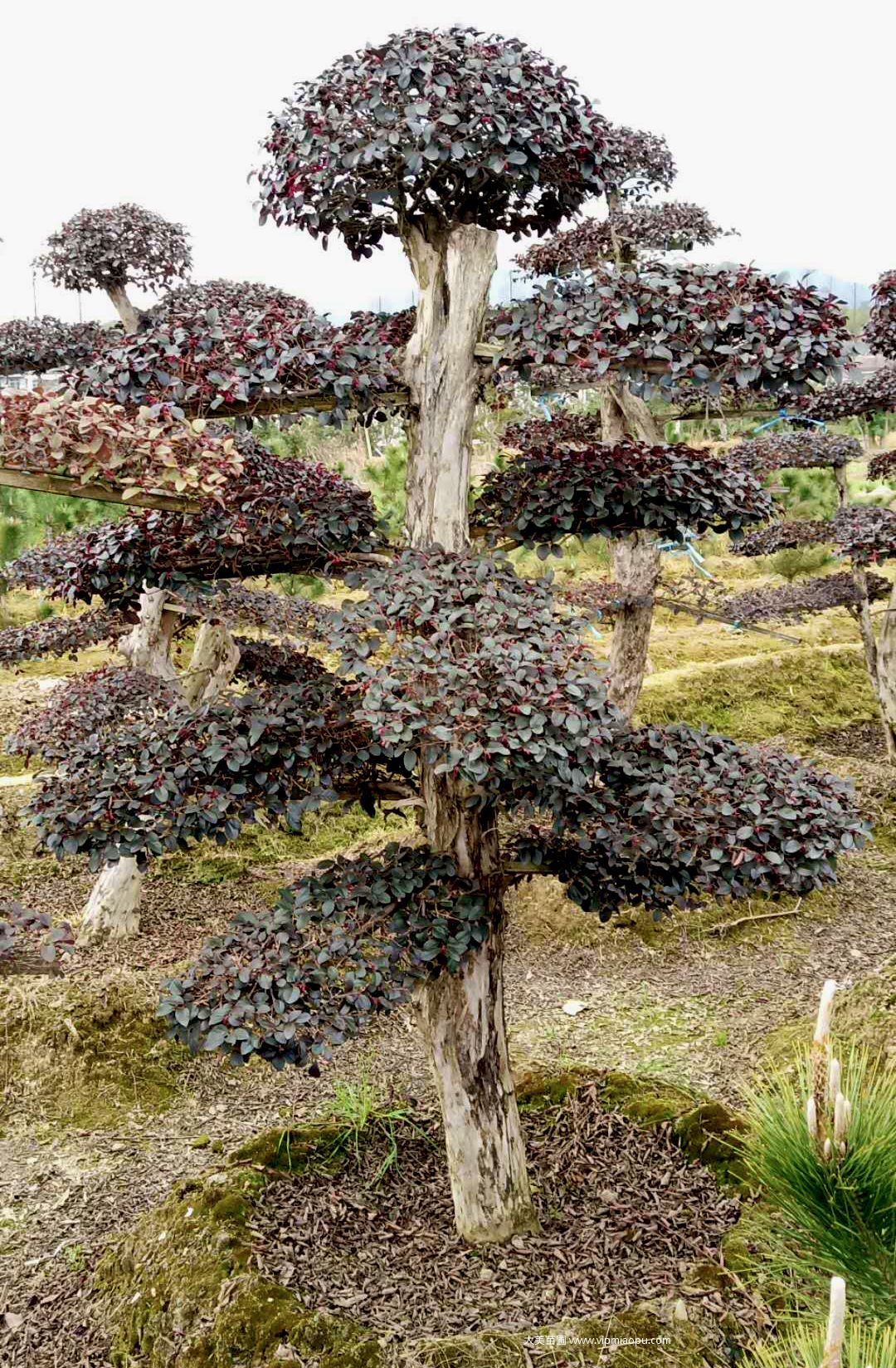 造型红花檵木