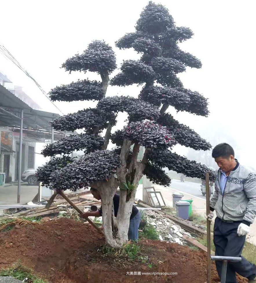 造型红花檵木