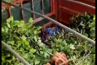 多种绿化苗木装车发货中（视频）