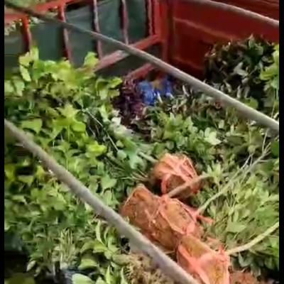 多种绿化苗木装车发货中（视频）