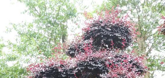 造型红花继木（多图）