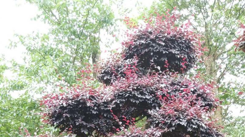 造型红花继木（多图）