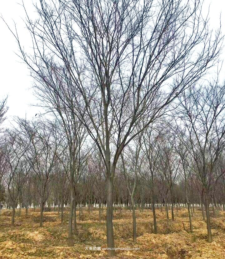 榉树