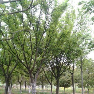 榉树