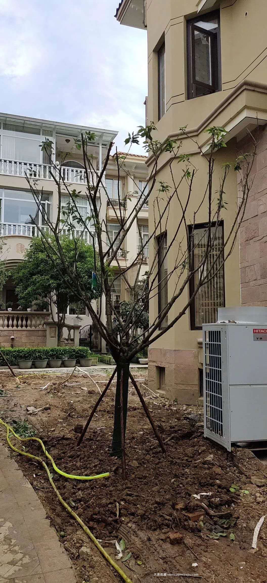 别墅绿化苗木种植