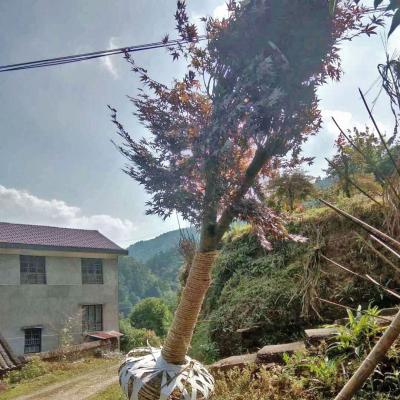 别墅绿化苗木的采购和施工