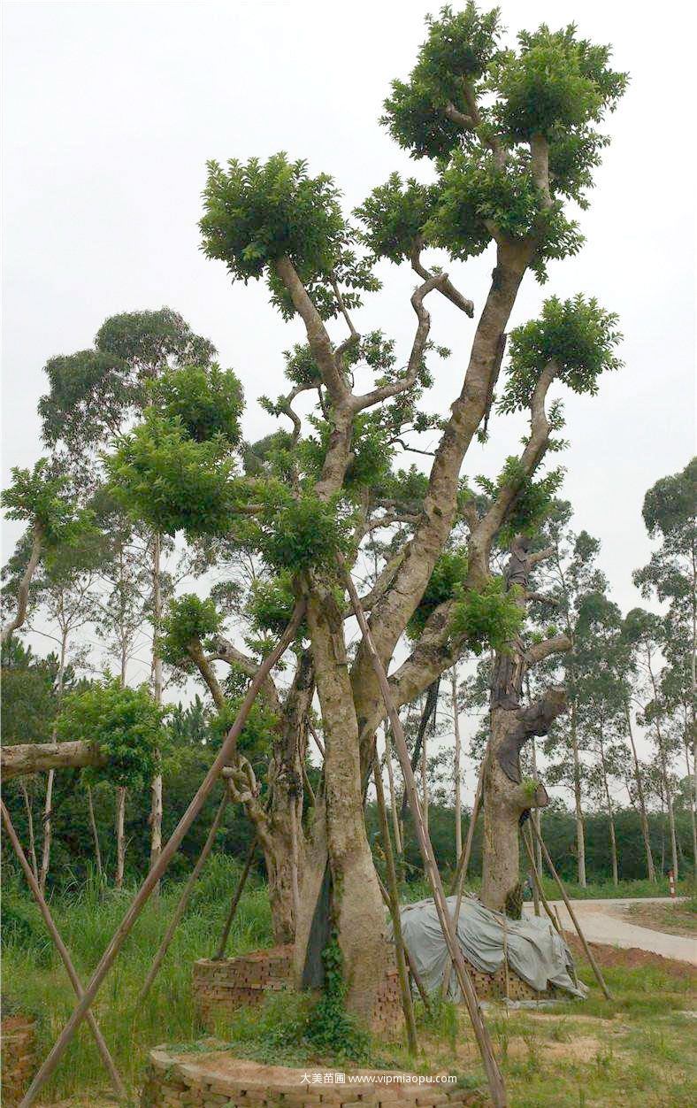 红果冬青