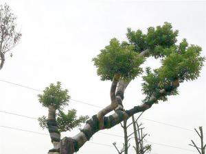 红果冬青 - 红果冬青