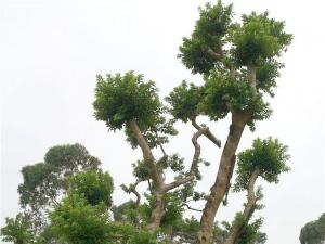 红果冬青 - 红果冬青