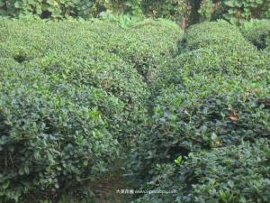 无刺枸骨 - 无刺枸骨