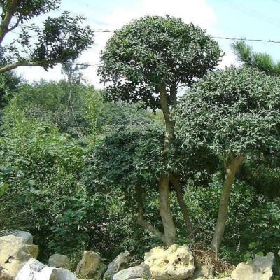 枸骨