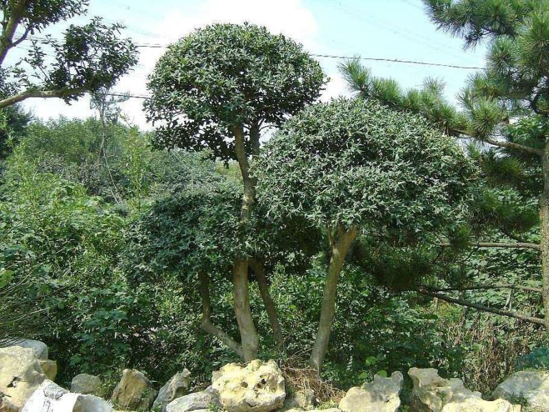 有刺枸骨