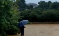 湖南苗木价格将会上升