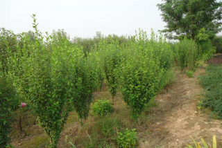 木槿花、木槿树苗价格与报价